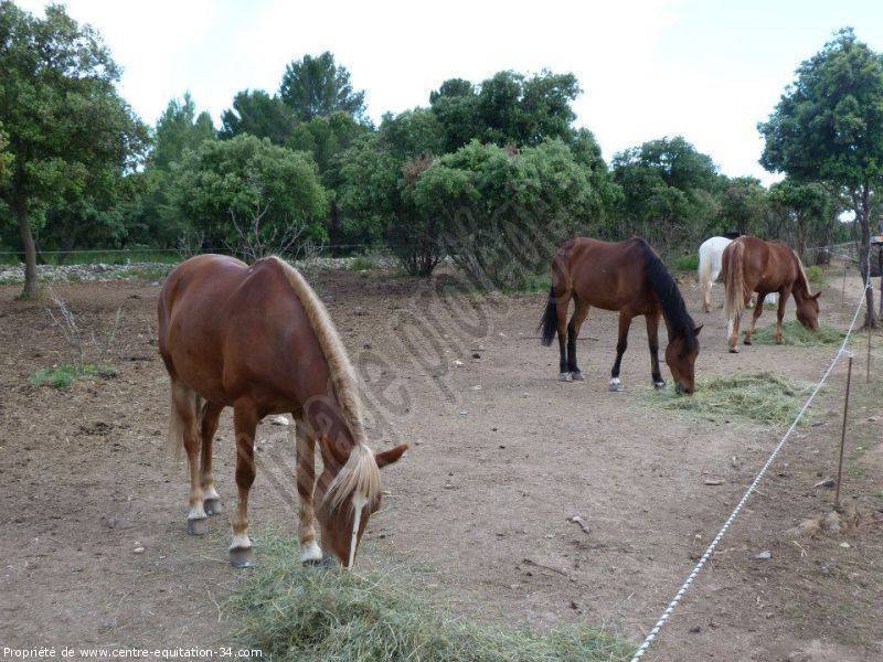 nos chevaux (9)