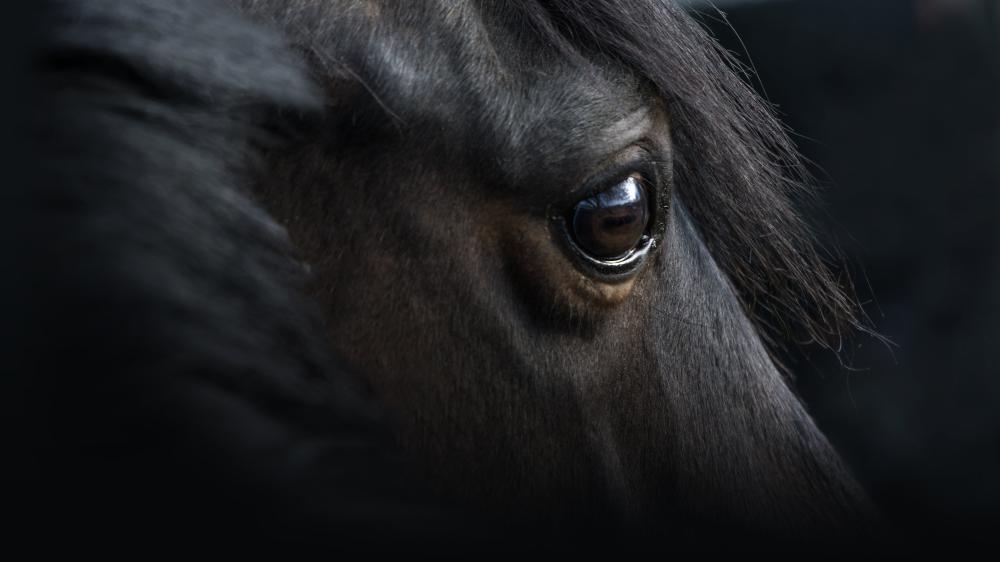 cheval noir