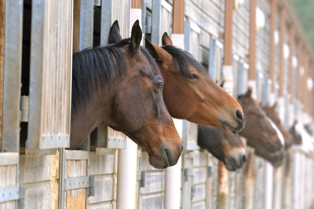chevaux dans des box