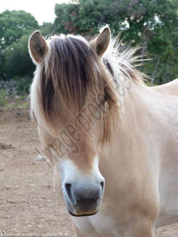 nos chevaux (5)