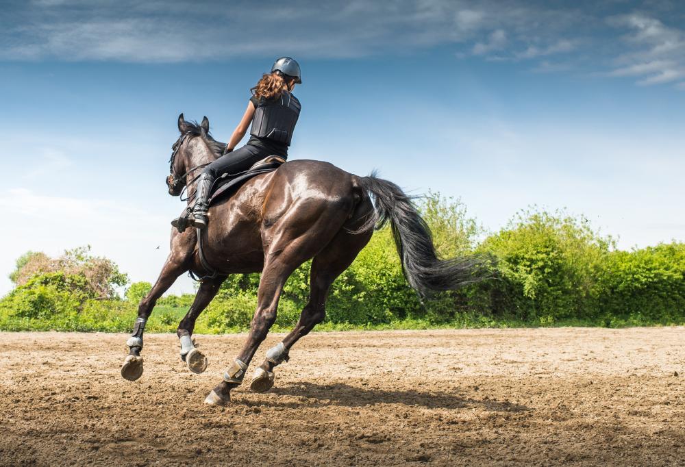 cours d'équitation