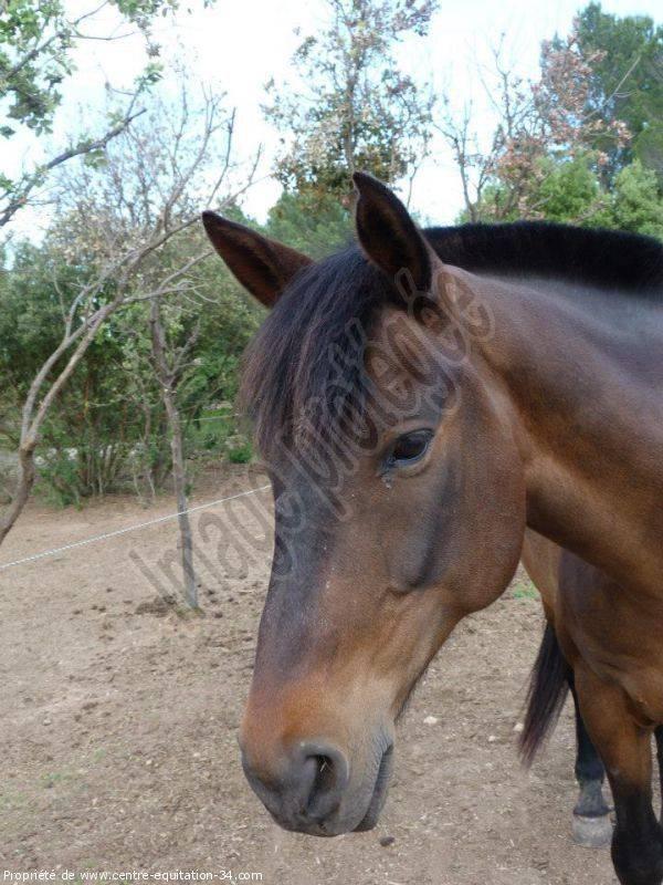nos chevaux (12)