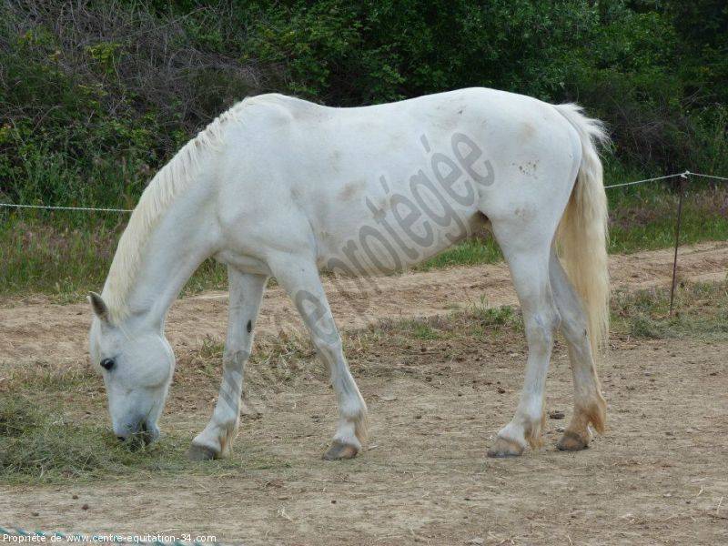 nos chevaux (2)