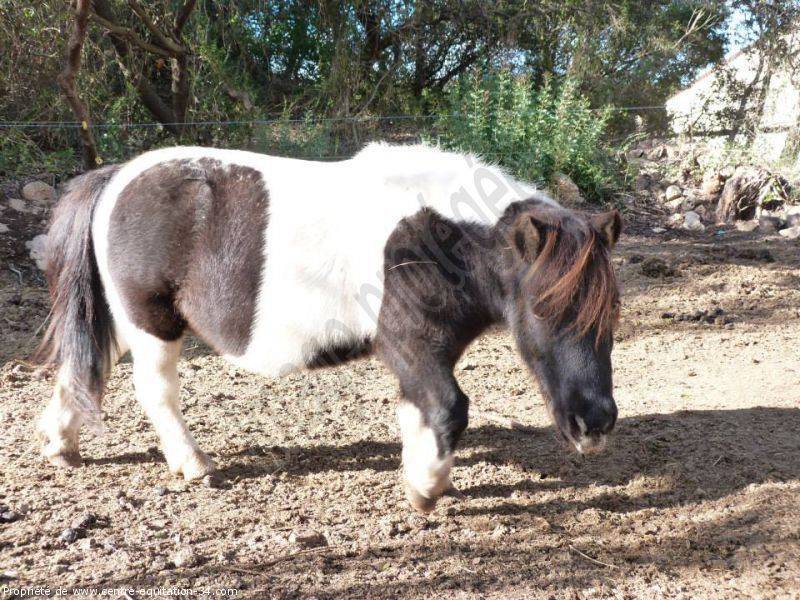 pension pour poneys à Poussan