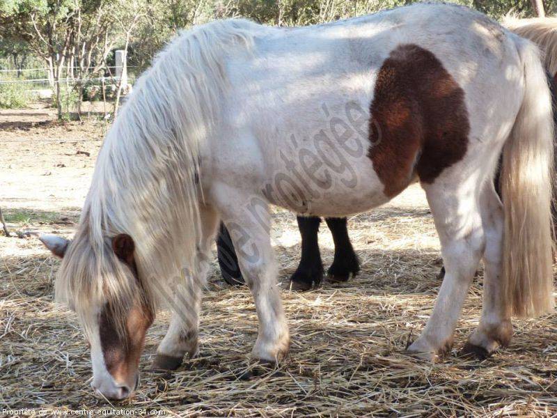 nos chevaux (13)