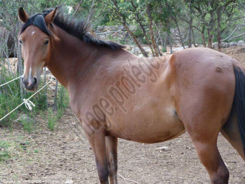 nos chevaux (6)