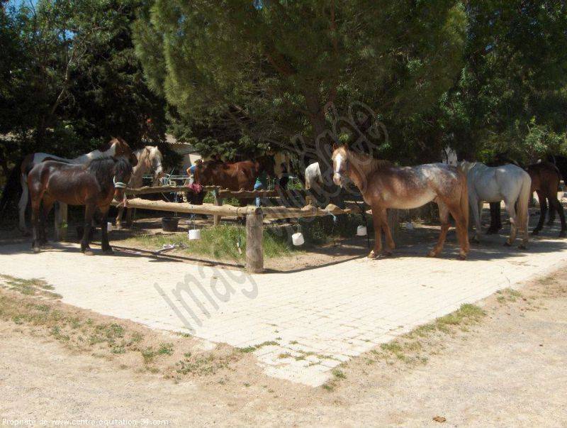 nos chevaux (19)