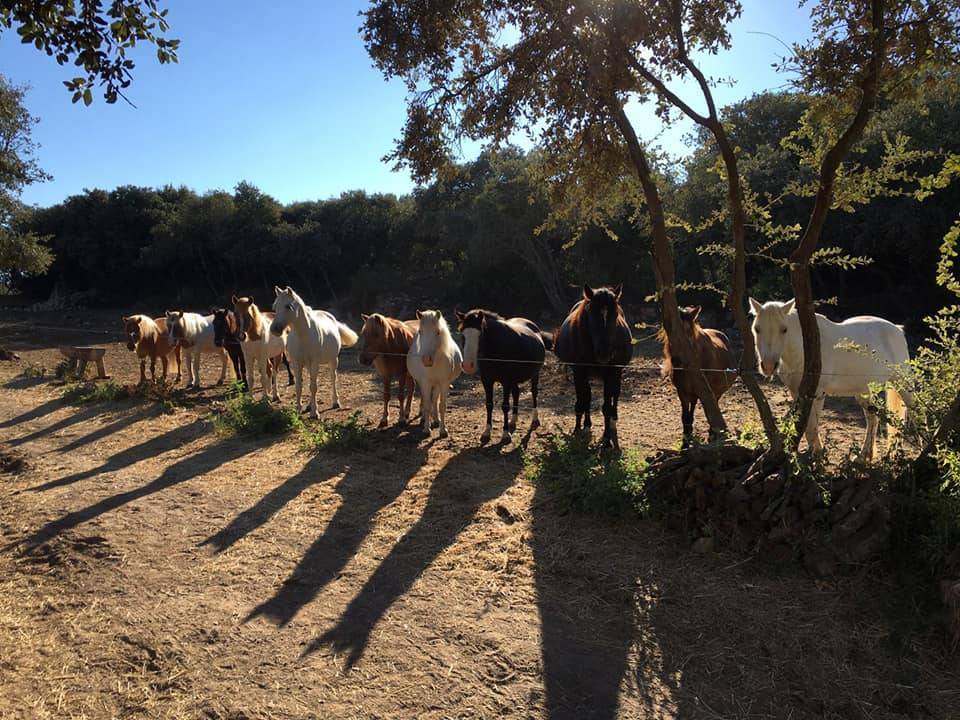 nos chevaux (17)