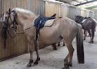 nos chevaux (22)