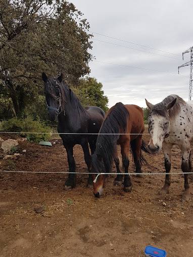 pension pour chevaux à Poussan