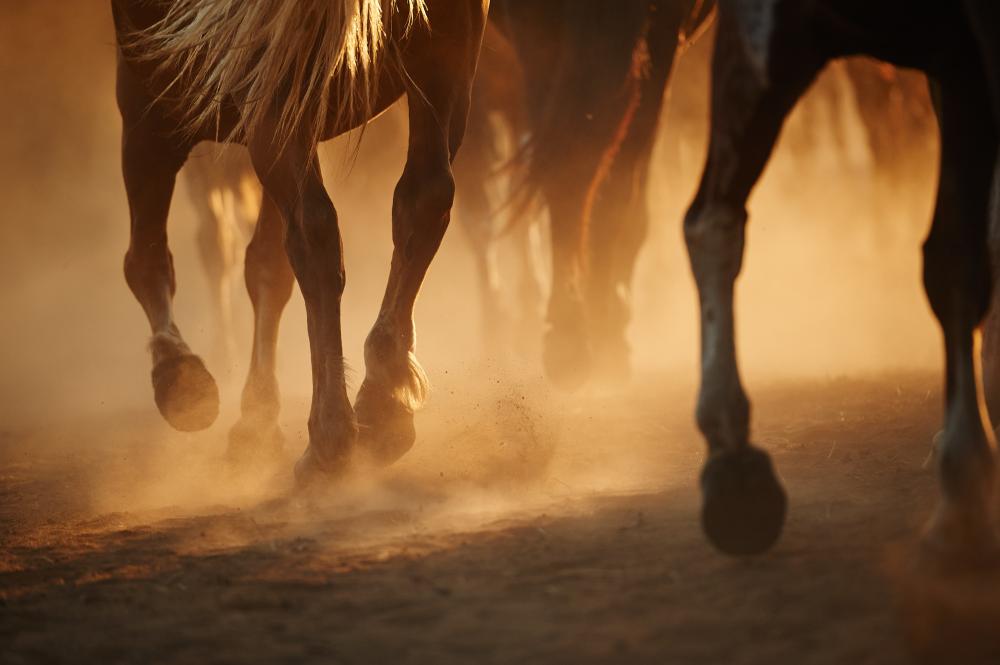 chevaux qui galopent